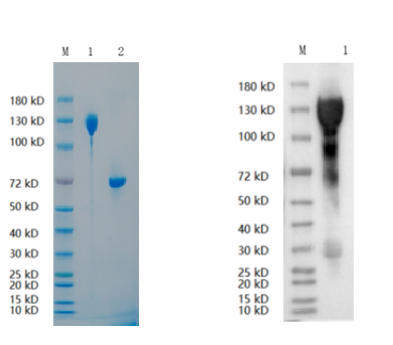 Reducing 4%-20% SDS-PAGE (CBB stained) and WB (Anti-His Mouse Monoclonal antibody) analysis profiles of purified VCL.
1. VCL: 1 μg
2. BSA: 1 μg